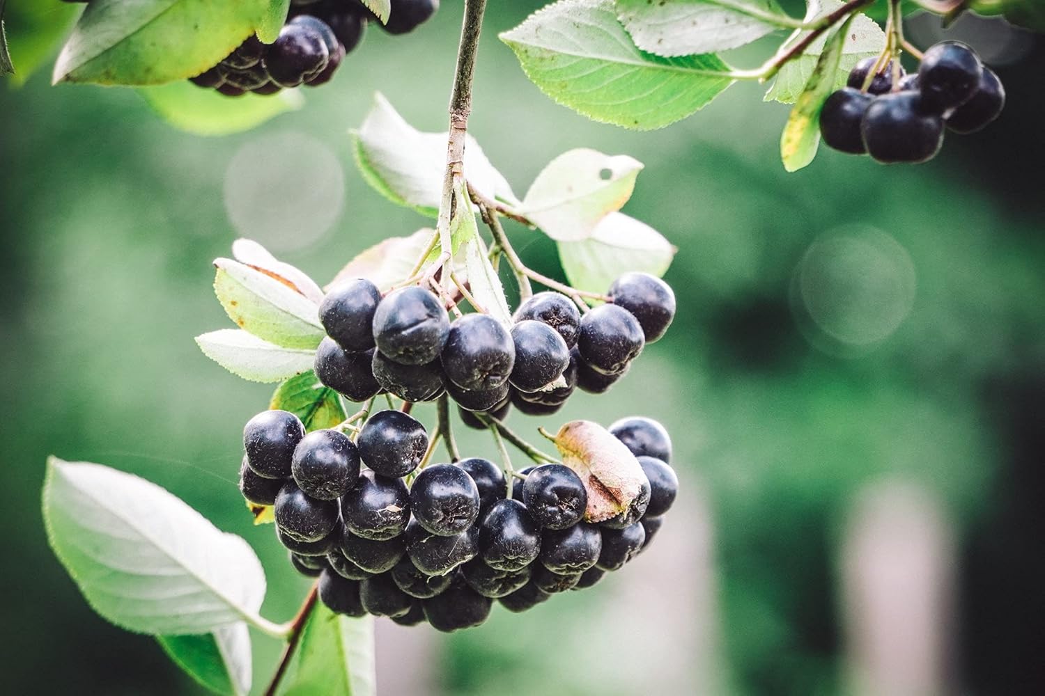Jus d'aronia bio, 5l