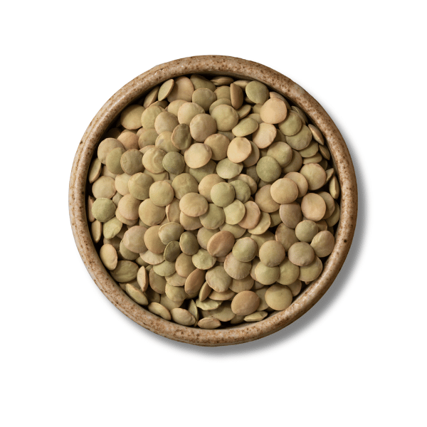 Lentilles bio, vertes