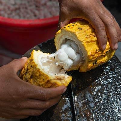 Beurre de cacao bio, Criollo