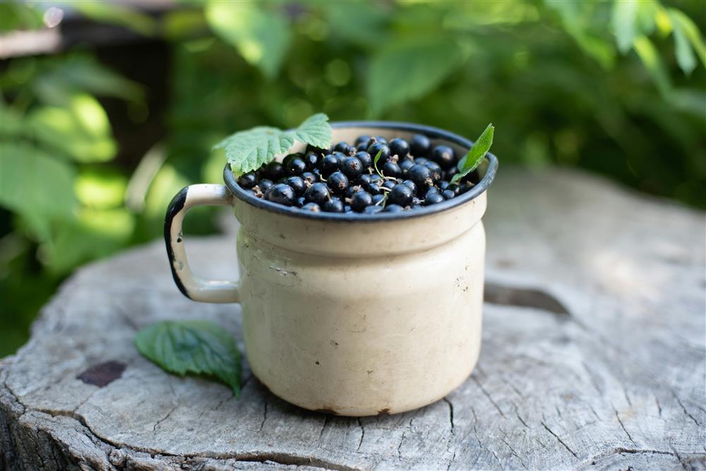 Poudre de groseille noire bio