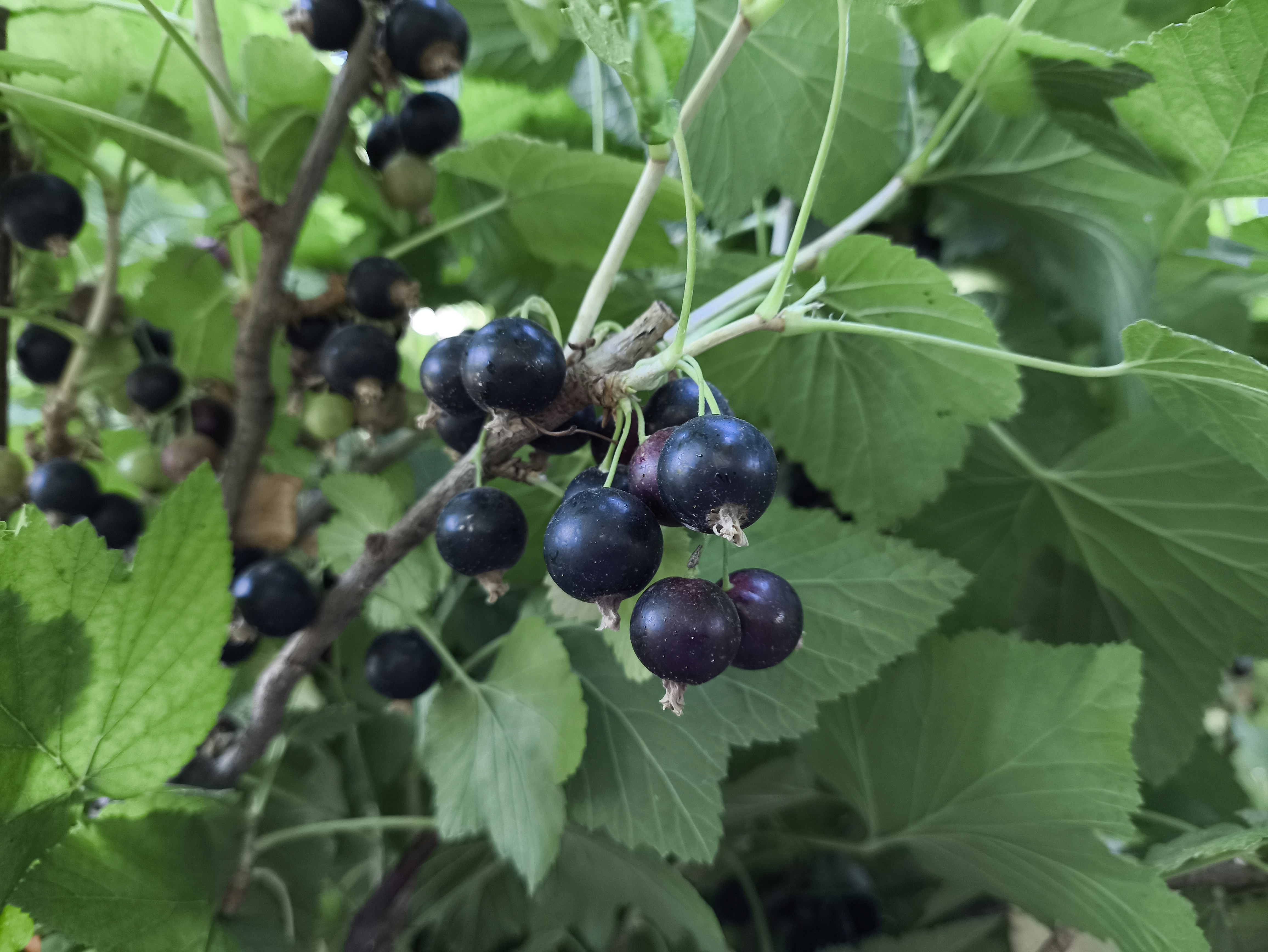 Poudre de groseille noire bio